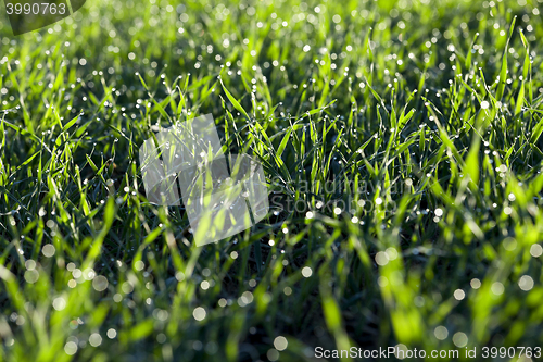 Image of young grass plants, close-up