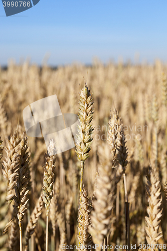 Image of Field of cereal in the summer