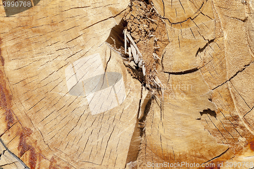 Image of cut down a tree, close-up