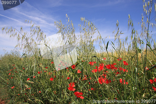 Image of Floral background