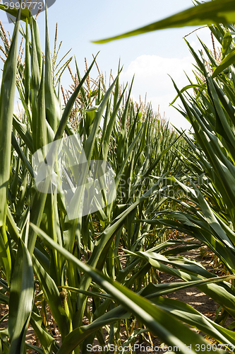 Image of corn field, agriculture