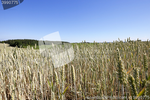 Image of farm field cereals