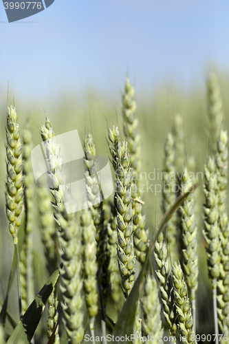 Image of agricultural field wheat