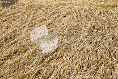 Image of ripe yellow cereals