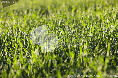 Image of young grass plants, close-up