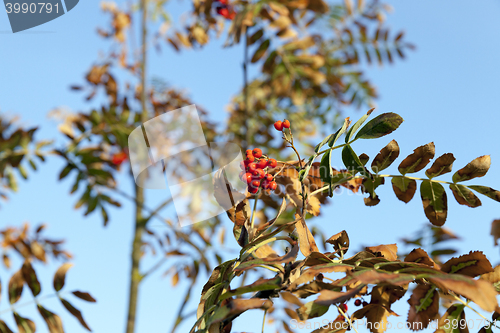 Image of rowan tree in autumn