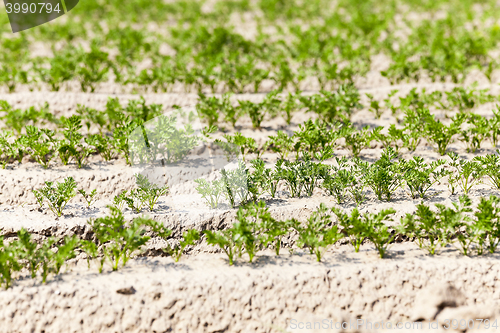 Image of green carrot field