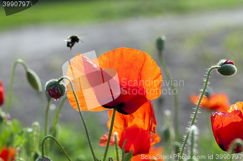 Image of red poppies. summer