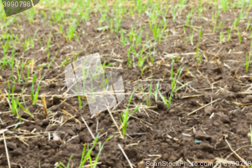 Image of young grass plants, close-up