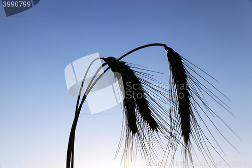 Image of Spike rye at sunset