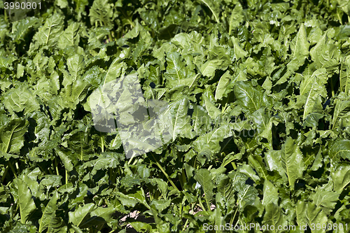 Image of Field with sugar beet