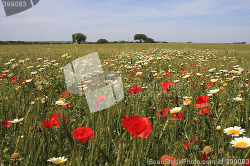 Image of Floral Background