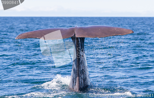 Image of Tail of a Sperm Whale diving