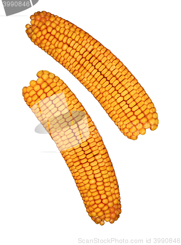 Image of Ear of corn isolated