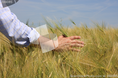 Image of Hand & Wheat