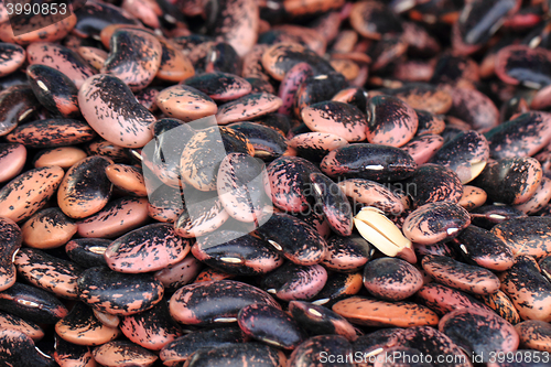 Image of violet beans texture