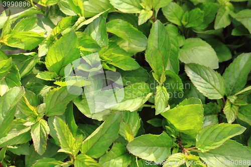 Image of fresh mint background