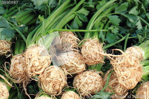 Image of root celery from farm