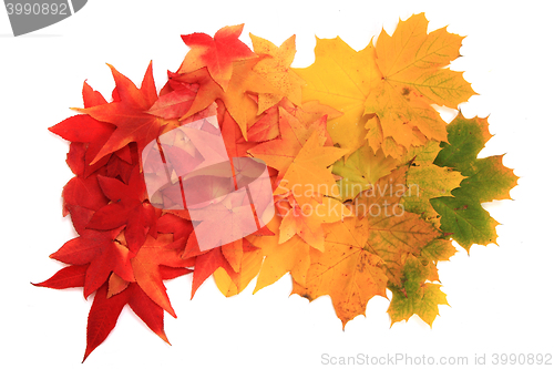 Image of autumn leaves isolated on white background
