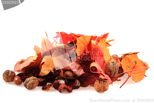 Image of autumn acorn and other autumn souvenirs