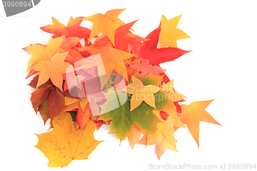 Image of autumn leaves isolated on white background