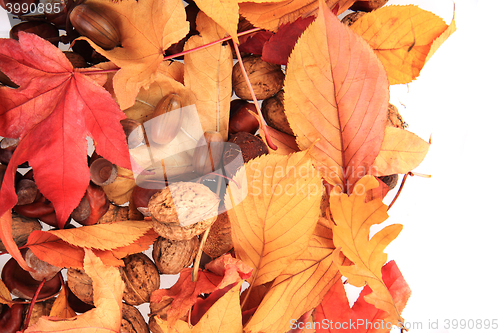 Image of autumn acorn and other autumn souvenirs