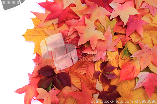 Image of autumn leaves isolated on white background