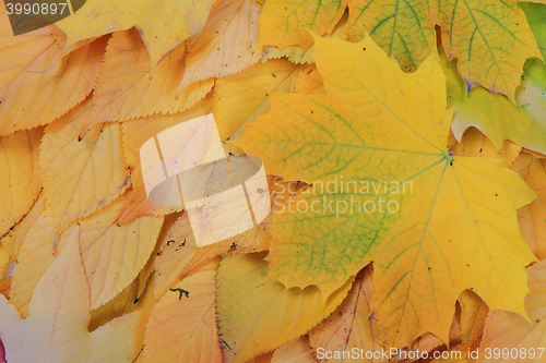 Image of autumn leaves background