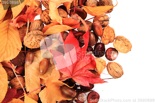 Image of autumn acorn and other autumn souvenirs