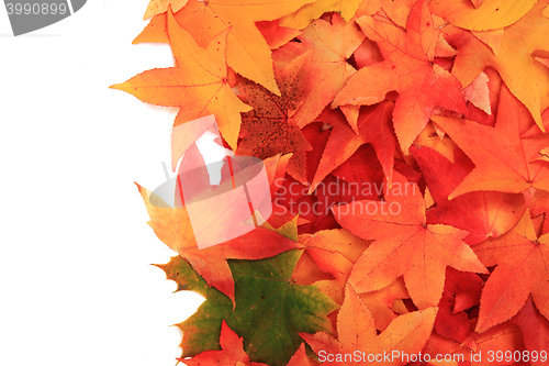Image of autumn leaves isolated on white background