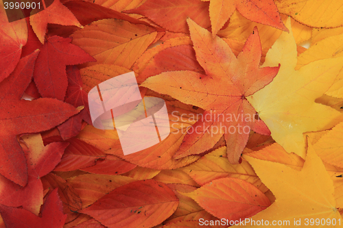 Image of autumn leaves background