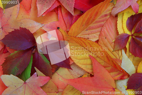 Image of autumn leaves isolated on white background
