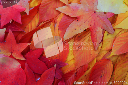 Image of autumn leaves background