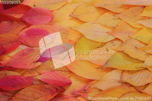 Image of autumn leaves background