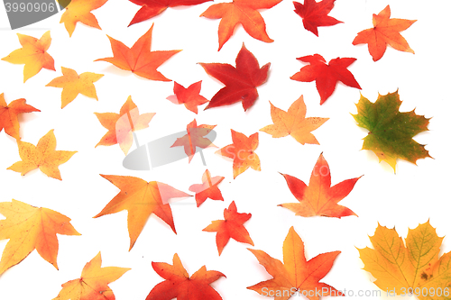 Image of autumn leaves isolated on white background