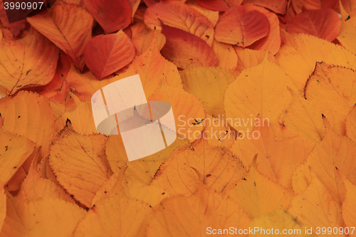 Image of autumn leaves background