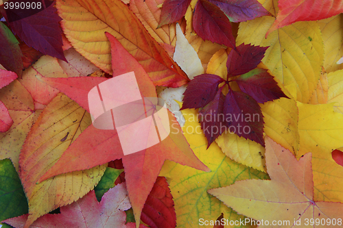 Image of autumn leaves background