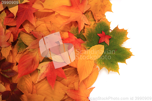 Image of autumn leaves isolated on white background
