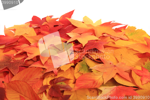 Image of autumn leaves isolated on white background