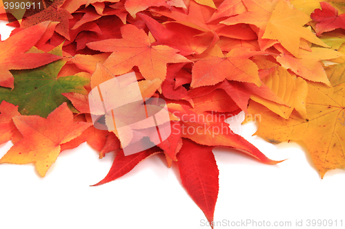 Image of autumn leaves isolated on white background