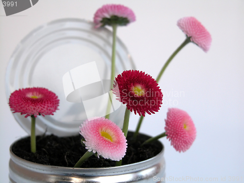 Image of daisy
