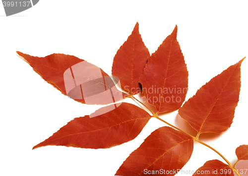 Image of Red autumnal leaf