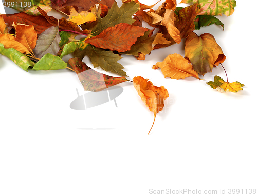 Image of Autumn dried leafs isolated on white background