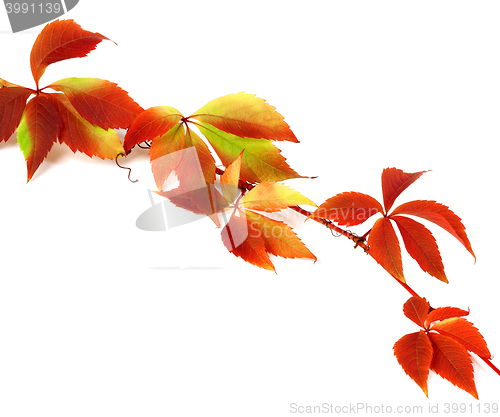 Image of Red autumn branch of grapes leaves