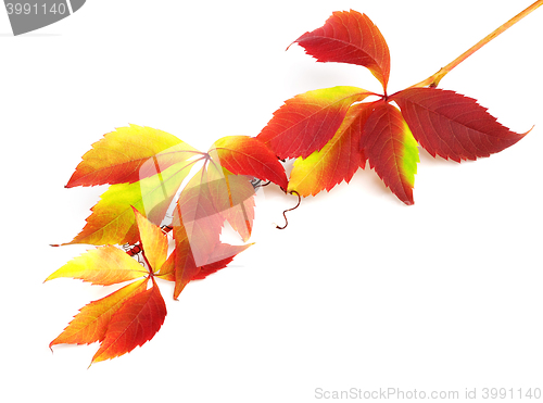 Image of Branch of autumn grapes leaves (Parthenocissus quinquefolia foli