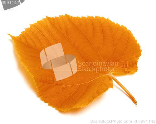 Image of Autumn leaf on white background