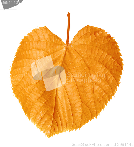 Image of Autumnal linden-tree leaf