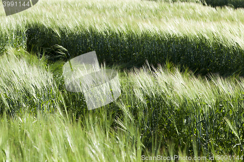 Image of destruction of green cereals