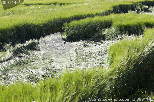 Image of destruction of green cereals