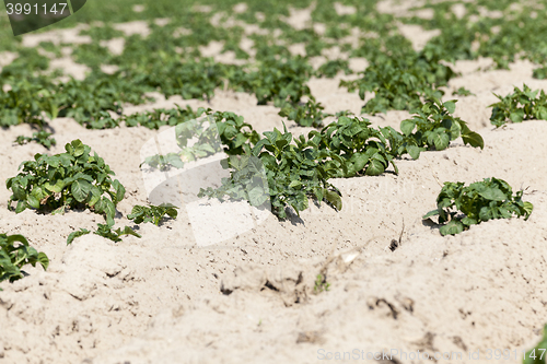 Image of Potatoes in the field